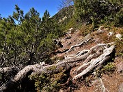 28 Le radici dei pini mughi invadono pacificamente il sentiero